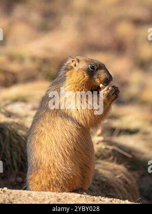 Vista ravvicinata della marmota caudata in piedi, nota anche come marmotta dorata o marmotta dalla coda lunga che mangia biscotti alla luce del sole, delle pianure di Deosai, del Gilgit-Baltistan, Pakistan Foto Stock