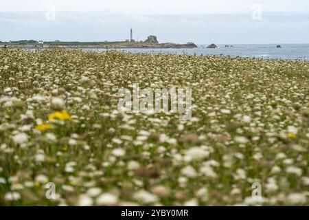 Vista verso il faro Phare de l'Île Vierge su un mare di carote selvatiche in fiore Foto Stock