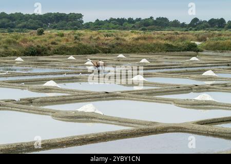 Marais salants vicino a Guérande, Francia Foto Stock