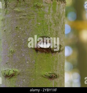 Targa con il numero di un albero inglobato nella corteccia di un albero in un parco in Germania Foto Stock