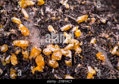 Cristalli di Mimetite gialli su Dolomite. Esemplare proveniente dalla miniera di Potosí, Aquiles Serdán, Messico. Micro Photography primi piani estremi. microscopio minerale crysta Foto Stock