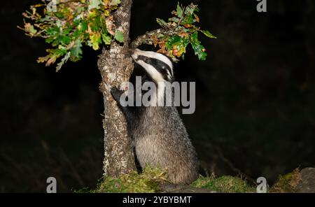 Badger, nome scientifico: Meles Meles. Tasso selvaggio, nativo, europeo in autunno, arrampicandosi su un giovane albero di quercia che cerca cibo. Highlands scozzesi, Regno Unito. H Foto Stock