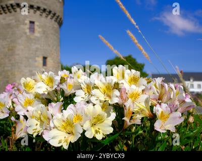 Macro di fiori di giglio peruviano bianchi e gialli (Alstroemeria aurantiaca) a Guérande nella regione dei Paesi della Loira nella Francia occidentale Foto Stock