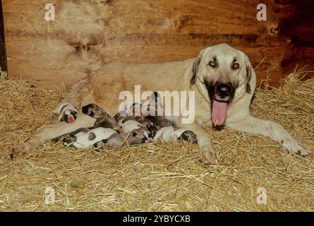 Il Kangal Shepherd Dog (turco: Kangal Coban Köpeği) è una razza tradizionale turca di cane da guardia Foto Stock