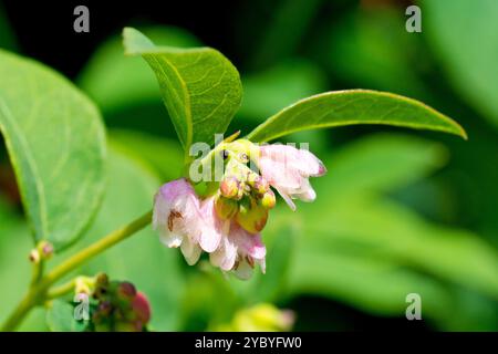 Snowberry (symphoricarpus rivularis), primo piano dei piccoli fiori rosa dell'arbusto comunemente piantato. Foto Stock