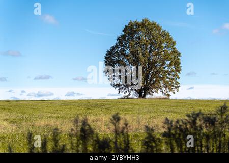 Un grande albero con una corona sparsa cresce da solo in un campo Foto Stock