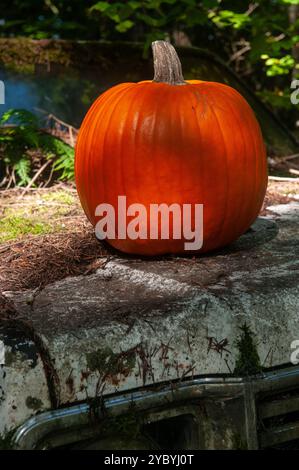 primo piano di una zucca su una cappa di camion abbandonata Foto Stock