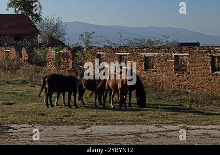 Rovine di un edificio abbandonato di una ex fattoria cooperativa e cavalli selvatici nel villaggio di Zhrebichko, Bratsigovo, montagne di Rodopi, Bulgaria Foto Stock