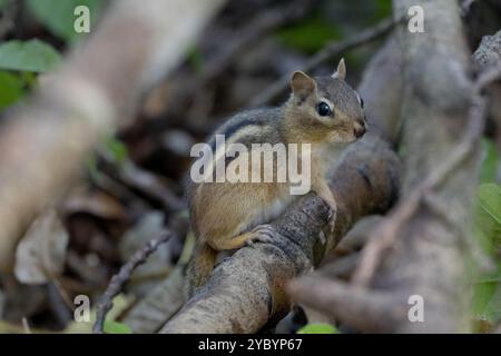 Un chipmunk riposa tranquillamente su un ramo, mostrando con orgoglio le sue distintive strisce all'interno di un tranquillo ambiente forestale Foto Stock