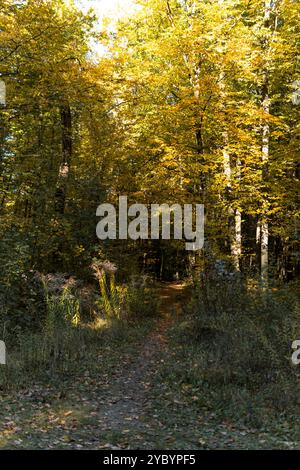 Percorso a terra attraverso una foresta piena di foglie a terra durante la giornata di sole in autunno Foto Stock