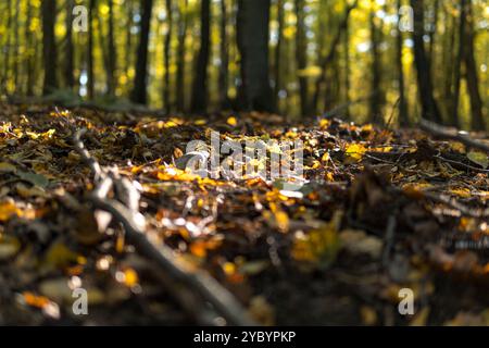 Dettaglio dei piccoli bastoncini che crescono su un terreno in una foresta durante la stagione autunnale Foto Stock