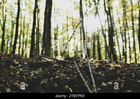 Dettaglio dei piccoli bastoncini che crescono su un terreno in una foresta durante la stagione autunnale Foto Stock