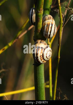 Primo piano di lumache commestibili su un cespuglio di finocchio. Le lumache cotte con cipolla, aglio, foglia di alloro e origano sono un piatto popolare e uno spuntino in Portogallo. Foto Stock