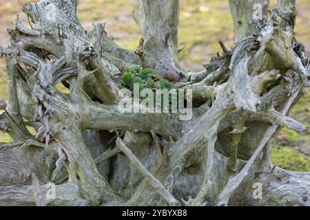 Piccole piante succulente che crescono nella cavità di un ceppo d'albero in natura. Concetto di resilienza, crescita naturale e bellezza organica Foto Stock