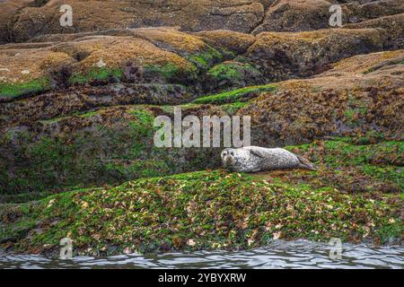 Una foca solitaria del porto (Phoca vitulina) è stata trasportata sulle rocce lungo la costa dell'isola Mitlenatch Foto Stock