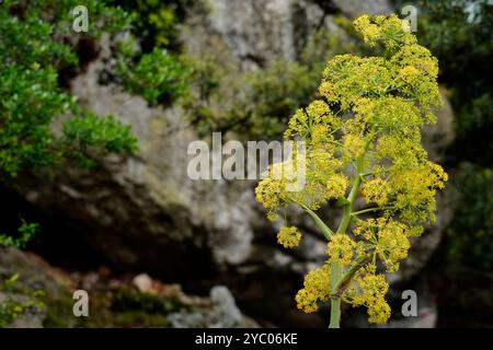 L'esuberante scenario naturale del Supramonte di Orgosolo che ospita la dolina di Tiscali con il villaggio post-nuragico, Orgosolo, Nuoro, Sardegna Foto Stock