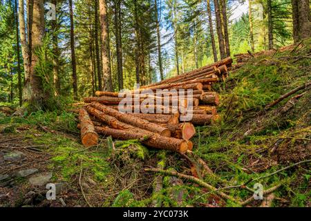 Deforestazione nel Peak District Foto Stock