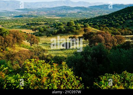 L'esuberante scenario naturale del Supramonte di Orgosolo che ospita la dolina di Tiscali con il villaggio post-nuragico, Orgosolo, Nuoro, Sardegna Foto Stock