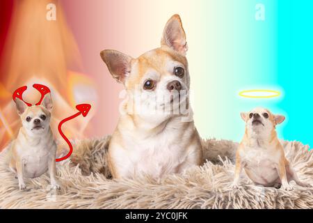 Un cane sta sdraiato su un letto con altri due cani su entrambi i lati come concetto per il bene e il male, uno con un alone e uno con corna e coda. Foto Stock