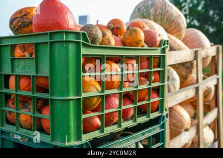 Vendita di piccole zucche e zucche in casse verdi Foto Stock