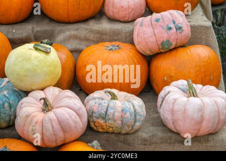 Primo piano di zucche di diversi colori sul tessuto, tra cui rosa e blu Foto Stock