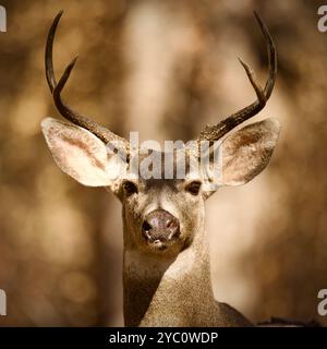 Mulo cervo/cervo dalla coda nera buck, primo piano. Questo cervo è stato fotografato sullo sfondo di una foresta bruciata che si fonde perfettamente. Foto Stock