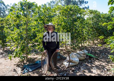 Minas Gerais, Brasile - jul26, 2021 - lavoratore rurale che raccoglie il caffè in una giornata di sole in campagna, setacciando i chicchi di caffè. Foto Stock