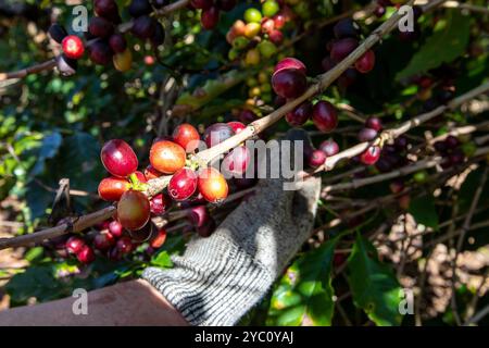 Fattoria di caffè nello stato di Minas Gerais, Brasile. Piantagione di caffè. Chicchi di caffè. Campo di caffè. Foto Stock