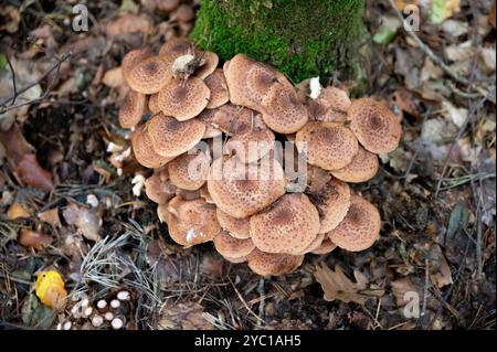 Armillaria mellea, comunemente nota come fungo del miele nella foresta. Foto Stock