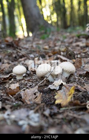 Lycooperdon perlatum, il puffball comune, puffball ordito, puffball gemma-borded, fart del lupo o il fungo della scatola del tabacco da fiuto del diavolo. Foto Stock