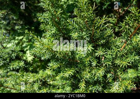 Taxus cuspidata, il tasso giapponese di tasso o di diffusione, che cresce nell'Estremo Oriente della Russia. Senza bacche Foto Stock