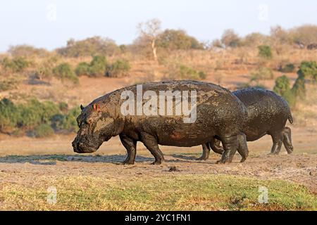 Un ippopotamo fangoso (Hippopotamus amphibius) che cammina sulla terra, il Parco Nazionale del Chobe, il Botswana Foto Stock