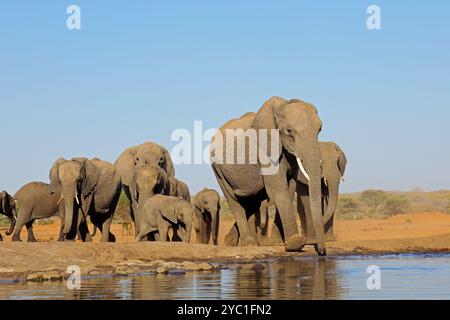 Vista dall'angolo basso di un allevamento di elefanti africani (Loxodonta africana) in un pozzo d'acqua, Botswana Foto Stock
