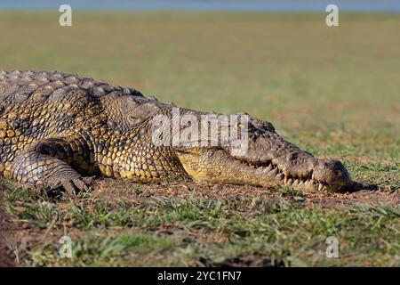 Ritratto di un grande coccodrillo del Nilo (Crocodylus niloticus) che si crogiola, Parco Nazionale del Chobe, Botswana Foto Stock