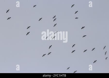 Gru nel cielo, settembre, Meclemburgo-Pomerania occidentale, Germania, Europa Foto Stock