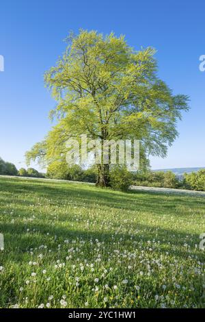 Faggio europeo (Fagus sylvatica), solitario in primavera in piedi in un prato con dente di leone (Taraxacum Sect. Ruderalia), foglie verdi fresche, cielo blu Foto Stock