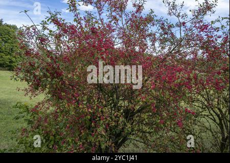 Boccola mandrino comune (Euonymus europaeu), Baviera, Germania, Europa Foto Stock