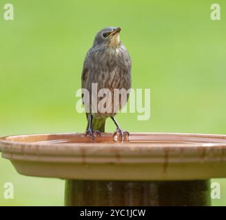 Starling (Sturnus vulgaris), giovane in piedi su un bagno di uccelli, bassa Sassonia, Germania, Europa Foto Stock