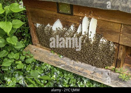 Colonie di api, molte api, api mellifere occidentali o europee (Apis mellifera), costruzione selvaggia di favi naturali al di fuori dell'alveare, cera d'api, fresco, bianco Foto Stock