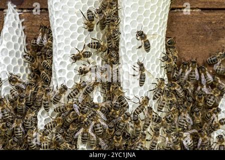 Colonie di api, molte api, api mellifere occidentali o europee (Apis mellifera), costruzione selvaggia di favi naturali al di fuori dell'alveare, cera d'api, fresco, bianco Foto Stock