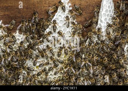 Colonie di api, molte api, api mellifere occidentali o europee (Apis mellifera), costruzione selvaggia di favi naturali al di fuori dell'alveare, cera d'api, fresco, bianco Foto Stock