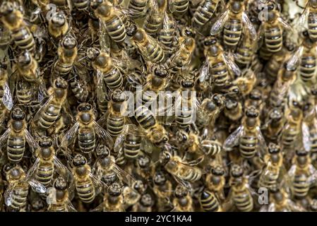 Colonie di api, molte api, api mellifere occidentali o europee (Apis mellifera), costruzione selvaggia di favi naturali al di fuori dell'alveare, cera d'api, fresco, bianco Foto Stock