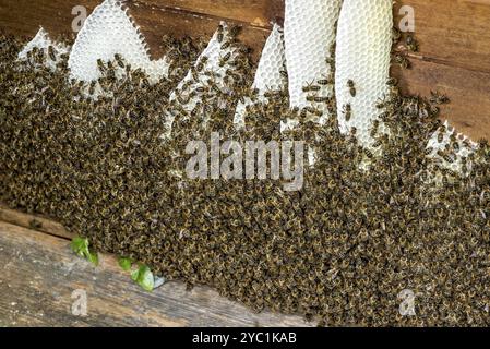 Colonie di api, molte api, api mellifere occidentali o europee (Apis mellifera), costruzione selvaggia di favi naturali al di fuori dell'alveare, cera d'api, fresco, bianco Foto Stock