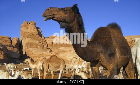 Cammello, cammelli, (Camelidae), riposo, deserto, animali, animali, mammiferi, mammiferi, vari gruppo, carovana, mezzi di trasporto, regno. Arabia Saudita, metà Foto Stock