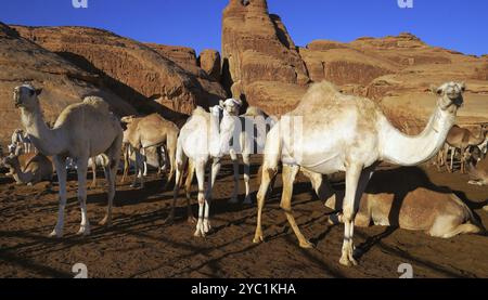 Cammello, cammelli, (Camelidae), riposo, deserto, animali, animali, mammiferi, mammiferi, vari gruppo, carovana, mezzi di trasporto, regno. Arabia Saudita, metà Foto Stock