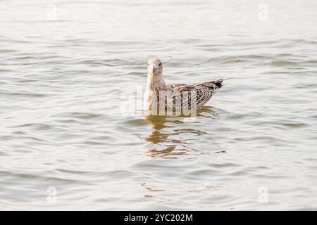 Gabbiano che galleggia pacificamente sulle calme acque marine Foto Stock