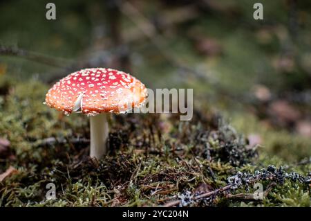 Primo piano di un suggestivo fungo rosso Amanita circondato da vegetazione boschiva. Cattura la bellezza e la diversità dei funghi selvatici nel loro habitat naturale Foto Stock