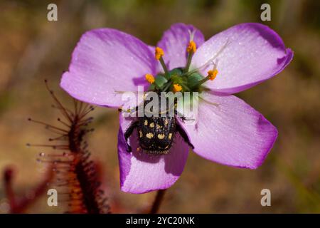 Fiore rosa della rugiada carnivora a fiore di papavero (Drosera cistiflora) con scarabeo di scimmia come impollinatore, Capo Occidentale, Sudafrica Foto Stock