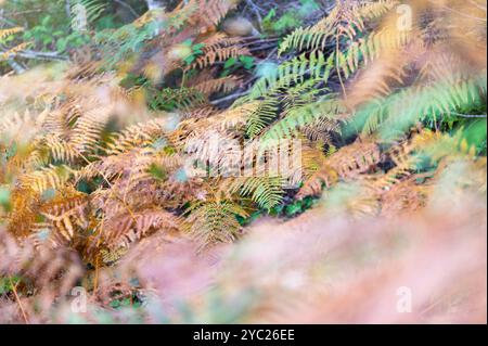 Salma autunnale a Forewood, Crowhurst, Inghilterra. Pteridium aquilinum, Pteridophyte Foto Stock