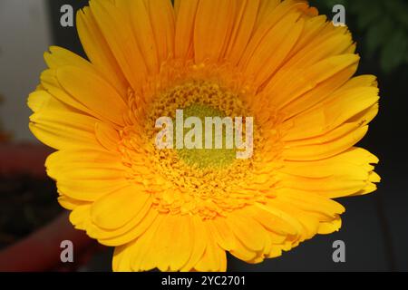 Gerbera (Gerbera x ibrida) di colore giallo dorato. Foto Stock